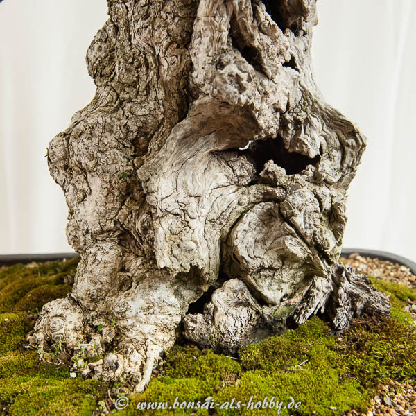 Borke wilde Olive Bonsai