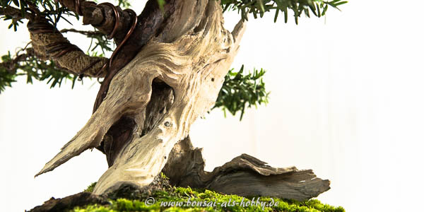 Totholz Taxus baccata