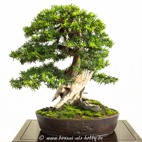 Taxus baccata Bonsai Baum