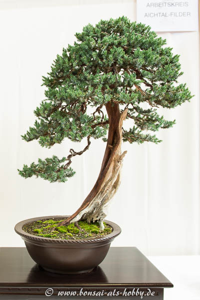 Juniperus squamata Bonsai-Baum