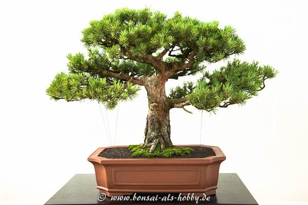 Pinus sylvestris Watereri als Bonsai-Baum