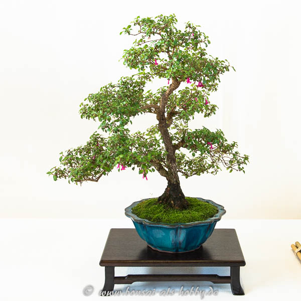 Fuchsie als Bonsai-Baum