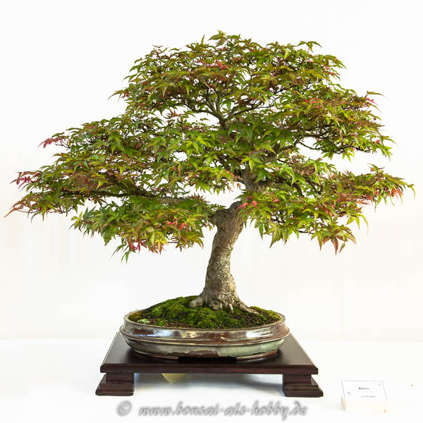 Acer palmatum seigen als Bonsai-Baum