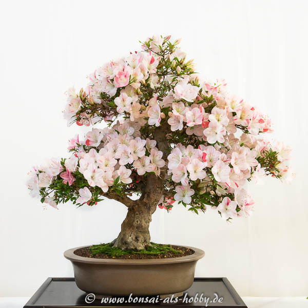 Rhododendron indicum Hekisui
