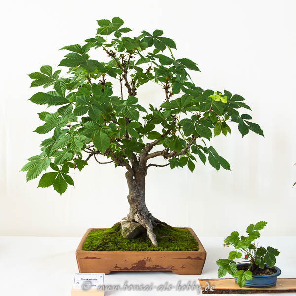 Rosskastanie als Bonsai-Baum