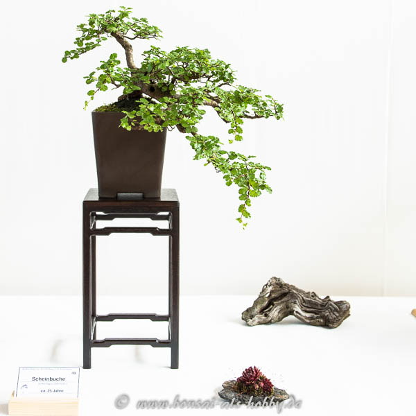 Scheinbuche (Nothofagus antarctica) als Bonsai-Baum
