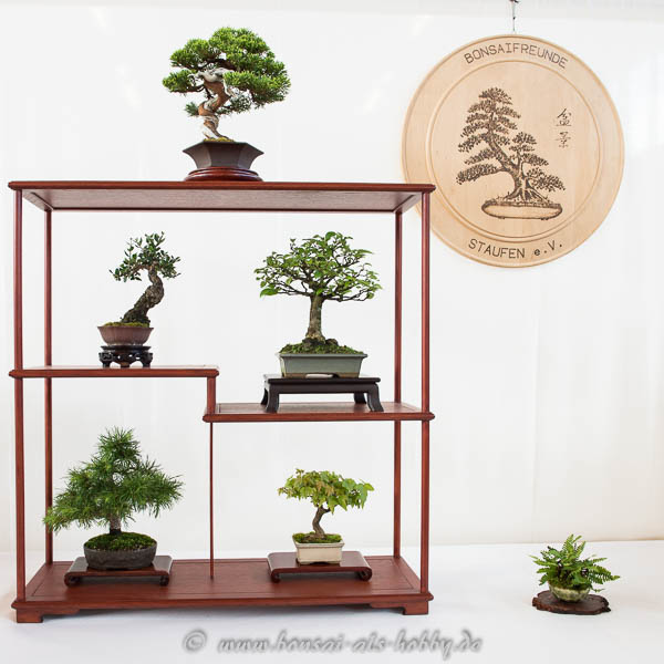 Shohin-Bonsai Display