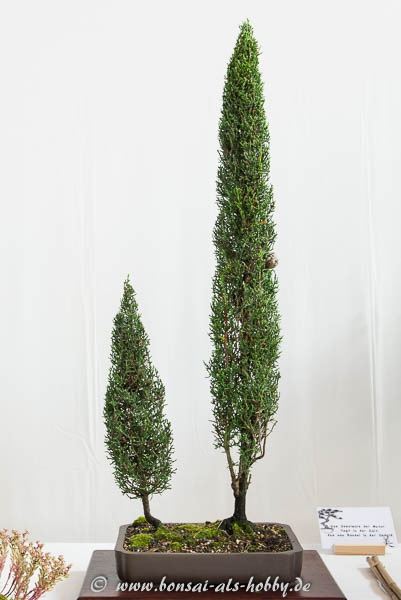 Zypresse als Bonsai