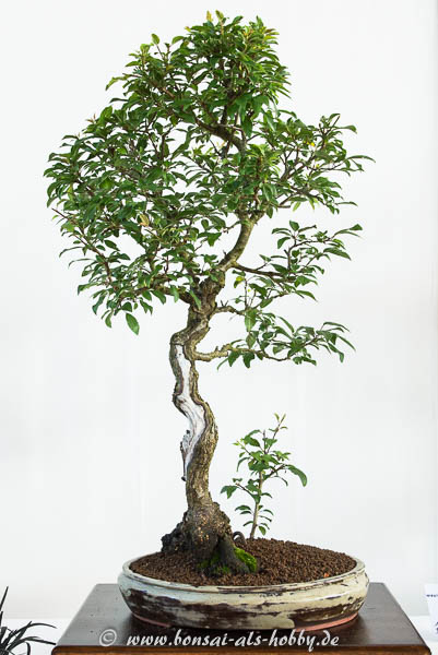 Kirschpflaume oder Blutpflaume als Bonsai