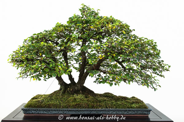 Mehrstämmige Feld-Ulme als Bonsai-Baum