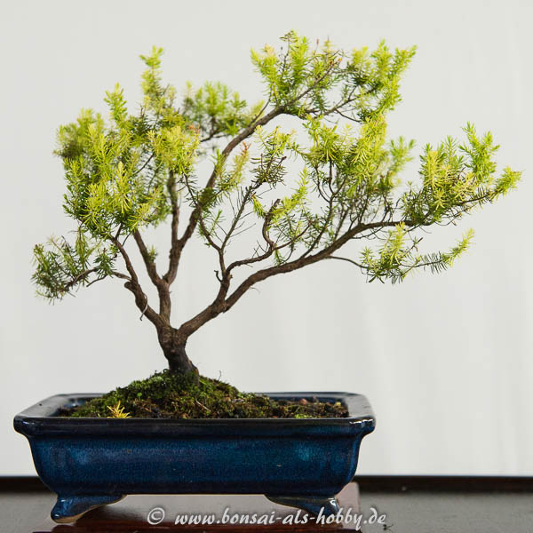 Baumheide (Erica arberea) als kleiner Bonsai