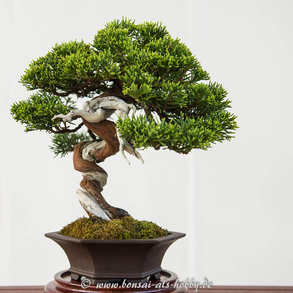 Shohin Chinesischer Wacholder