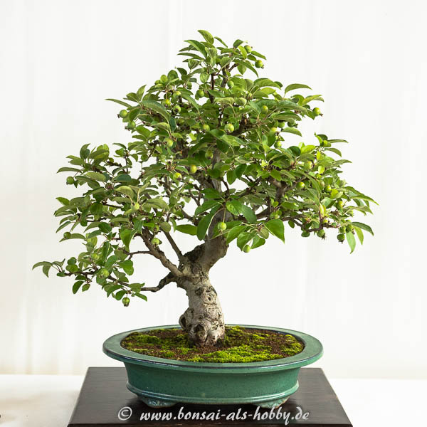 Apfelbaum mit Früchten als Bonsai