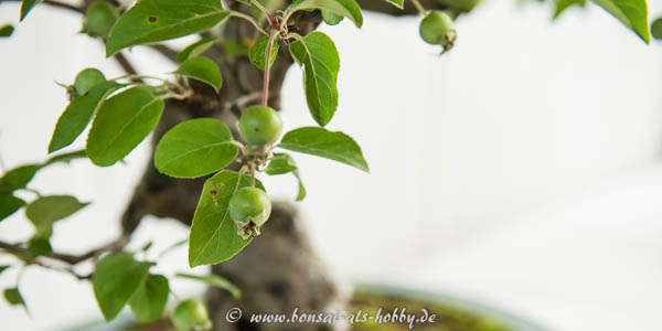Apfel am Bonsai-Apfelbaum