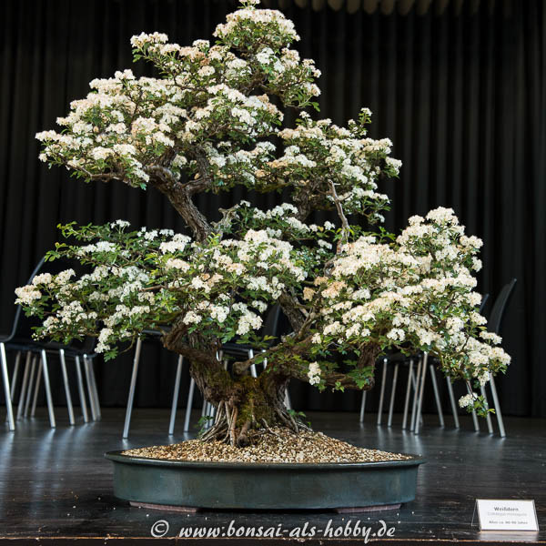 Bonsai mit Blüten in weiß