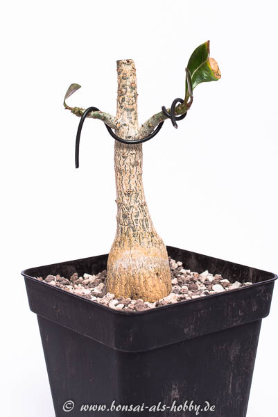 Adenium #2 nach der Erstgestaltung