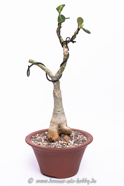 Adenium #1 nach der Erstgestaltung