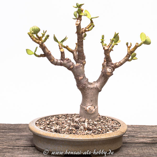 Crassula ovata Bonsai im Mai 2016