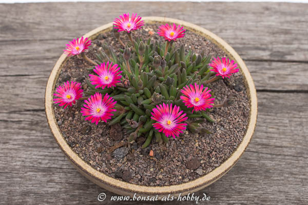 Delosperma Karen mit Blüten