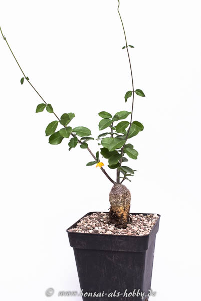 Fockea edulis