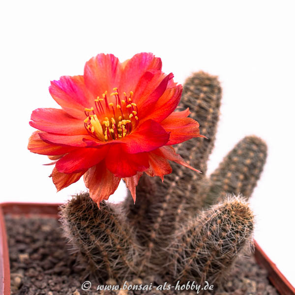 Chamaecereus Hybride EFX 205 IV
