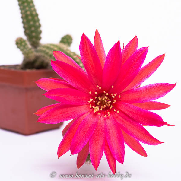 Blüte Chamaecereus Hybride Granat