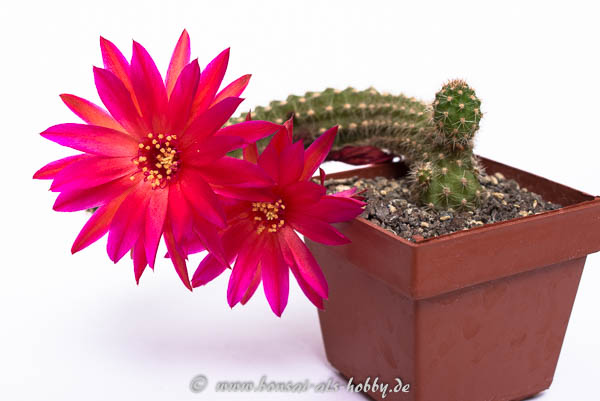 Chamaecereus Hybride Granat