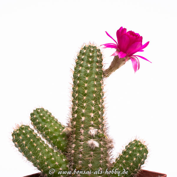 Chamaecereus Hybride Pauline