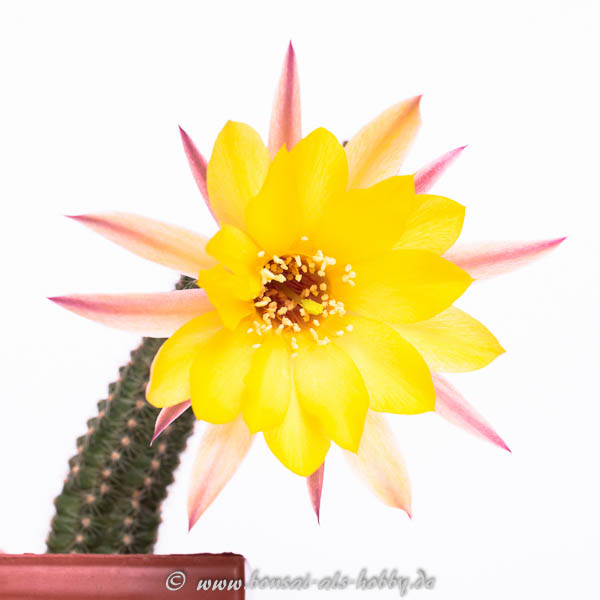 Chamaecereus Hybride SMI 2011-10-1