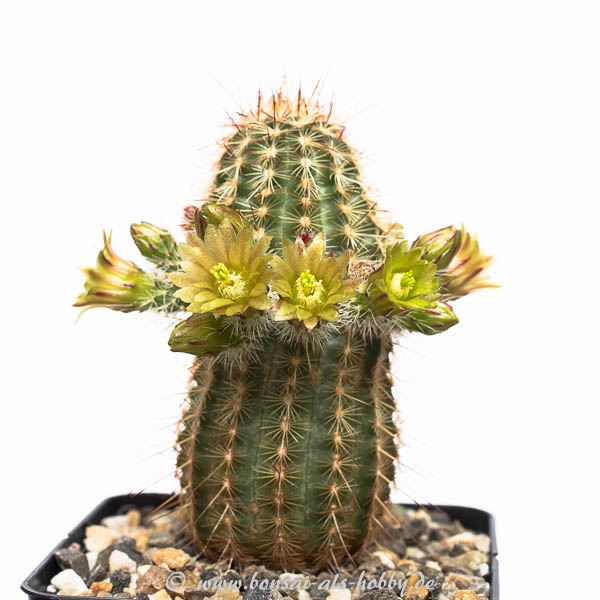 chinocereus viridiflorus ssp. chlorethus