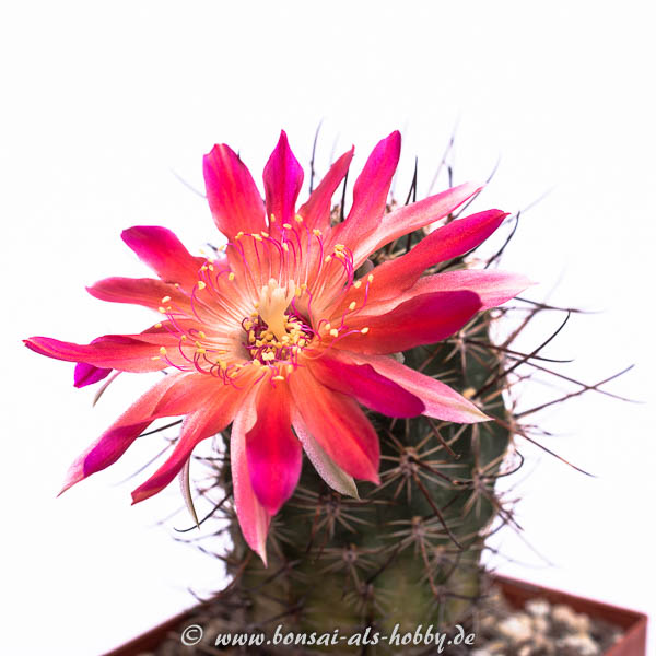 Lobiva haematantha v. Laguna Brealito