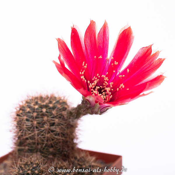 Lobivia spec. mit roter Blüte