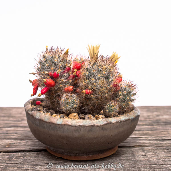 Mammillaria prolifera mit Blüten und Früchten