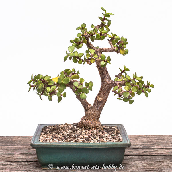 Jadebaum (Portulacaria afra) im Mai 2016