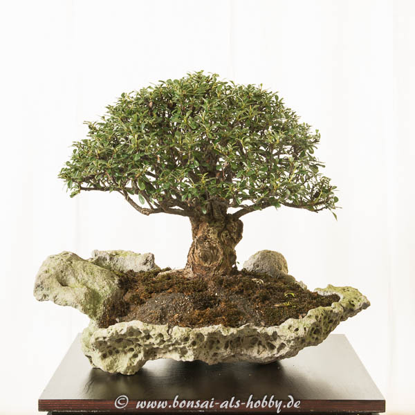 Cotoneaster Shohin Bonsai