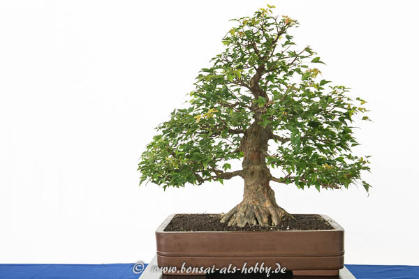 Acer buergerianum - Bonsai