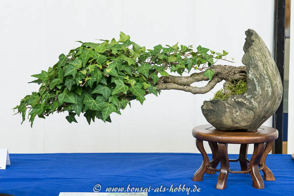 Efeu (Hedera helix) Bonsai