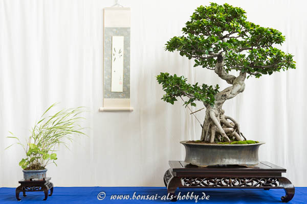 Ficus Bonsai-Baum