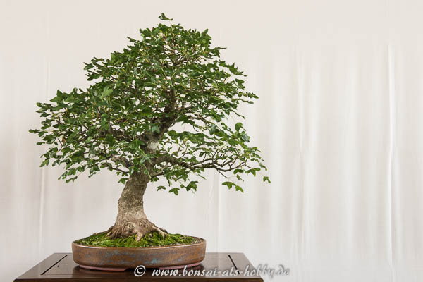 Französischer Ahorn als Bonsai