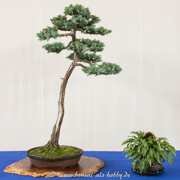 Juniperus squamata als Literat
