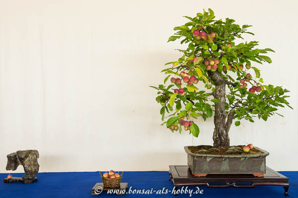 Apfelbaum mit Früchten als Bonsai