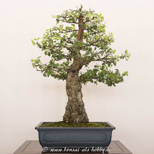 Quercus suber als Bonsai-Baum