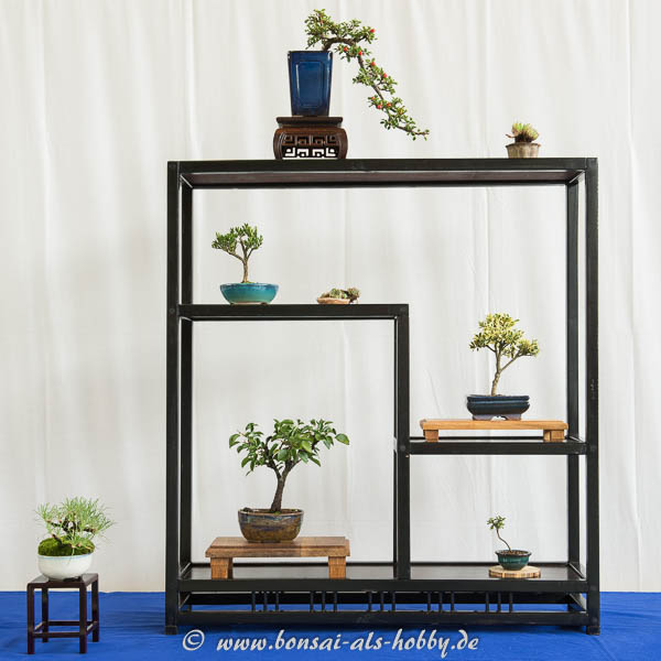 Shohin-Display