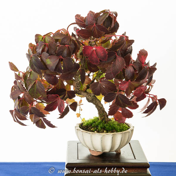 Wilder Wein als Shohin-Bonsai