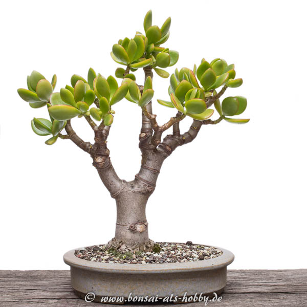 Andere Seite Crassula ovata im September 2016