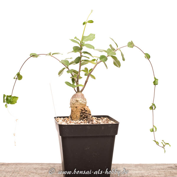 Fockea edulis September 2016