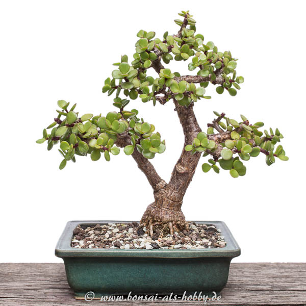 Portulacaria afra im September 2016