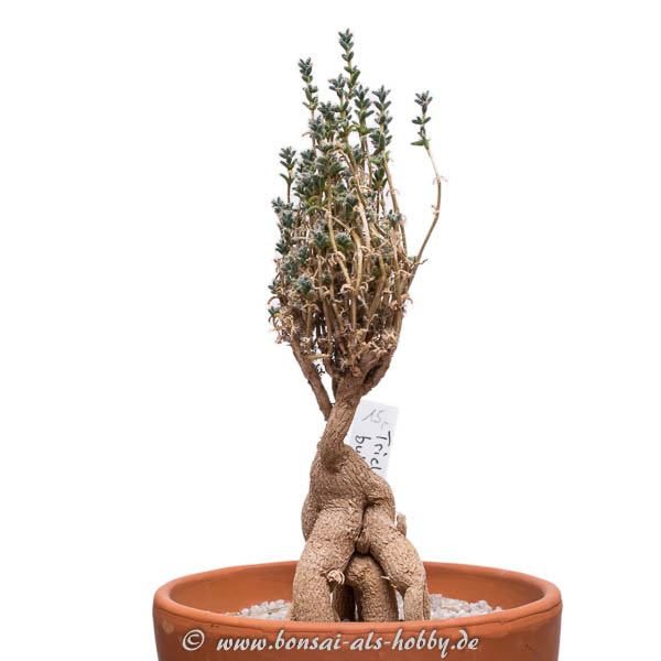 Trichodiadema bulbosum im September 2016