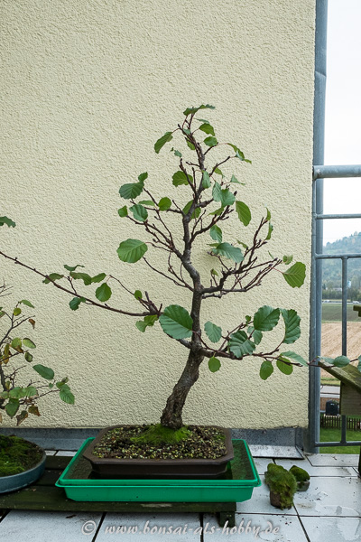 Schwarzerle (Alnus glutinosa) am 12.11.2016