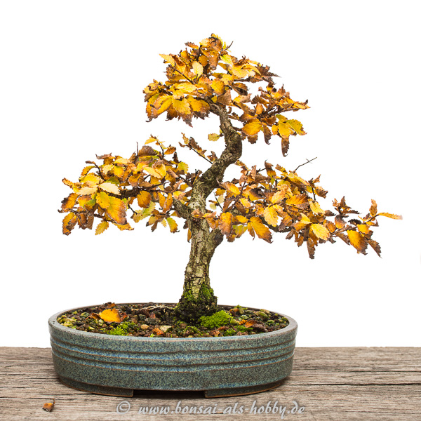 Korkrindenulme (Zelkova nire) am 1.11.2016
